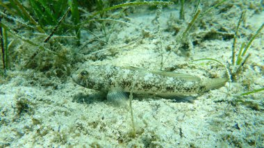 Kara Gobi (Gobius niger), Ege Denizi, Yunanistan, Halkidiki