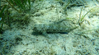 Kara Gobi (Gobius niger), Ege Denizi, Yunanistan, Halkidiki