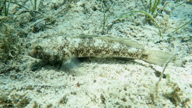 Kara Gobi (Gobius niger), Ege Denizi, Yunanistan, Halkidiki