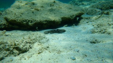 Kara Gobi (Gobius niger), Ege Denizi, Yunanistan, Halkidiki