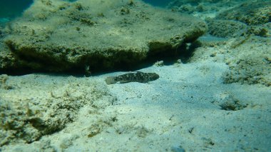 Kara Gobi (Gobius niger), Ege Denizi, Yunanistan, Halkidiki