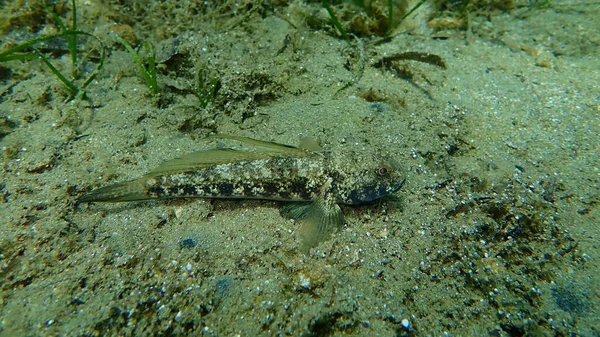 Black Goby Gobius Niger Aegean Sea Greece Cape Sounio — 图库照片