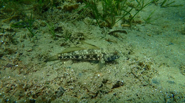 Black Goby Gobius Niger Aegean Sea Greece Cape Sounio — Stock Photo, Image