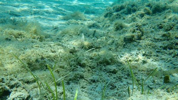 Fekete Gób Góbius Niger Égei Tenger Görögország Halkidiki — Stock Fotó