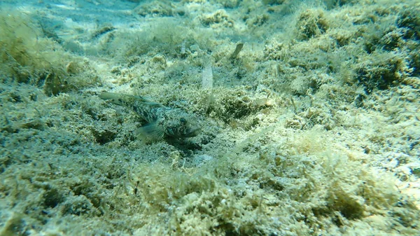 Gobio Negro Gobius Niger Mar Egeo Grecia Halkidiki —  Fotos de Stock