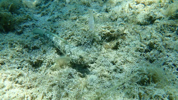 Black Goby Gobius Niger Aegean Sea Greece Halkidiki — Stock Photo, Image