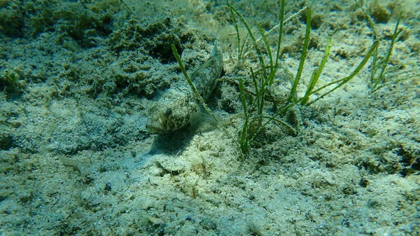 Goby Preto Gobius Niger Mar Egeu Grécia Halkidiki — Fotografia de Stock