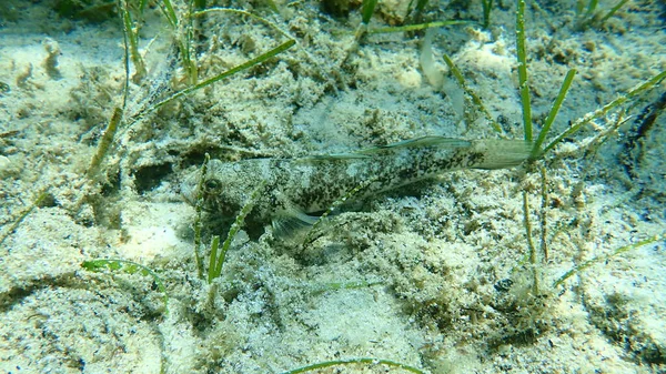 Kara Gobi Gobius Niger Ege Denizi Yunanistan Halkidiki — Stok fotoğraf