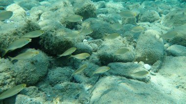 Salema porgy, cow bream, goldline, dream fish, salema (Sarpa salpa), Ege Denizi, Yunanistan, Halkidiki