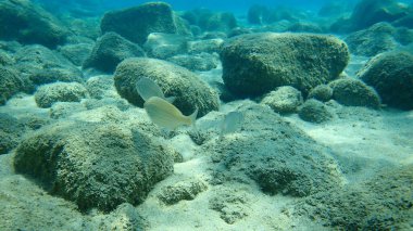 Salema porgy, cow bream, goldline, dream fish, salema (Sarpa salpa), Ege Denizi, Yunanistan, Halkidiki