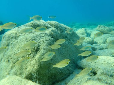 Salema porgy, cow bream, goldline, dream fish, salema (Sarpa salpa), Ege Denizi, Yunanistan, Halkidiki