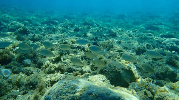 Salema Porgy Leszcz Krowi Goldline Marzycielka Salema Sarpa Salpa Morze — Zdjęcie stockowe