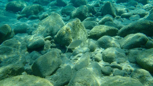 Salemské Vepřové Maso Pražma Zlatá Linie Snové Ryby Salema Sarpa — Stock fotografie