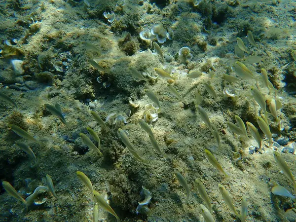 Salema Porgy Kobraxen Guldlinje Drömfisk Salema Sarpa Salpa Egeiska Havet — Stockfoto