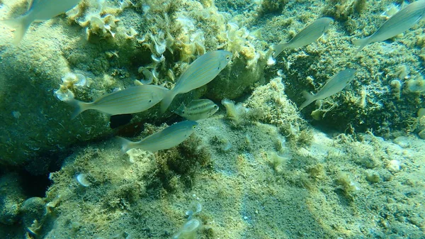 Porgia Salema Besugo Vaca Goldline Pez Ensueño Salema Sarpa Salpa —  Fotos de Stock