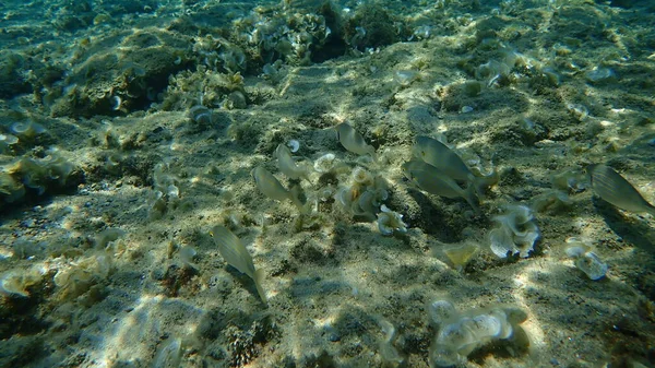 Salema Porgy Koeienbrasem Goudlijn Droomvis Salema Sarpa Salpa Egeïsche Zee — Stockfoto