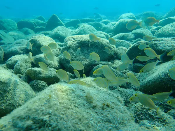 Salema Porgy Cow Bream Goldline Dreamfish Salema Sarpa Salpa Aegean — Stock Photo, Image