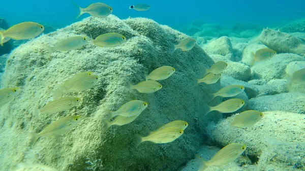 Salema Porgy Dorade Goldleine Traumfisch Salema Sarpa Salpa Ägäis Griechenland — Stockfoto