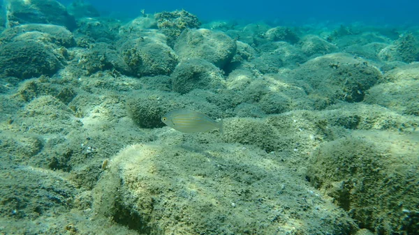 Salema Porgy Dorade Goldleine Traumfisch Salema Sarpa Salpa Ägäis Griechenland — Stockfoto