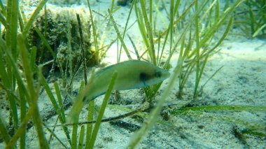 Ocellated wrasse (Symphodus ocellatus), Ege Denizi, Yunanistan, Halkidiki