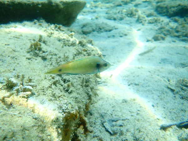 Ocellated Wrasse Symphodus Ocellatus Mar Egeo Grecia Halkidiki — Foto de Stock