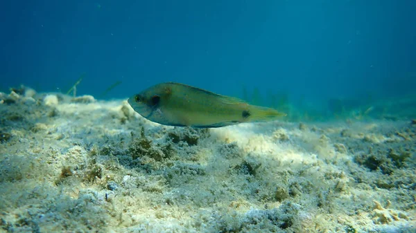 Troglodyte Ovalisé Symphodus Ocellatus Mer Égée Grèce Halkidiki — Photo