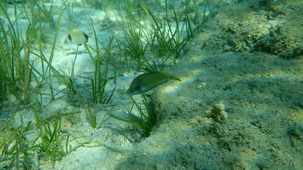 Ocellated Wrasse Symphodus Ocellatus Aegean Sea Greece Halkidiki — Stock Photo, Image