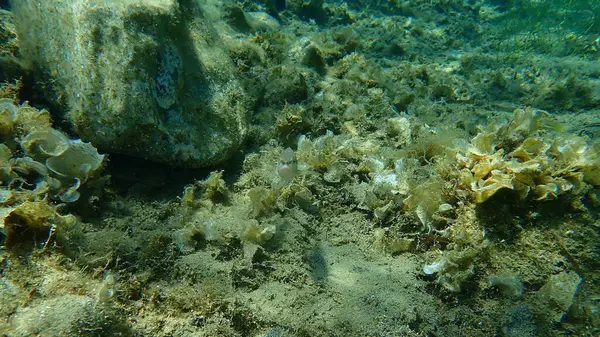 Comber Serranus Cabrilla Mar Egeu Grécia Cabo Sounio — Fotografia de Stock