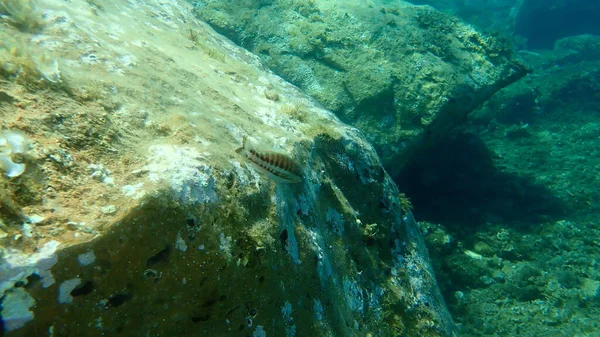 セラヌス カブリラ エーゲ海 ギリシャ ソニオ岬 — ストック写真