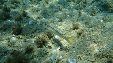 Çizgili kırmızı kefal (Mullus surmuletus), Ege Denizi, Yunanistan, Halkidiki