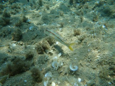 Çizgili kırmızı kefal (Mullus surmuletus), Ege Denizi, Yunanistan, Halkidiki