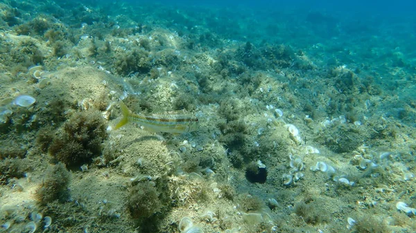 Mullet Vermelho Listrado Surmullet Mullus Surmuletus Mar Aegean Greece Halkidiki — Fotografia de Stock