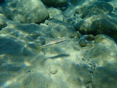Çizgili kırmızı kefal (Mullus surmuletus), Ege Denizi, Yunanistan, Halkidiki
