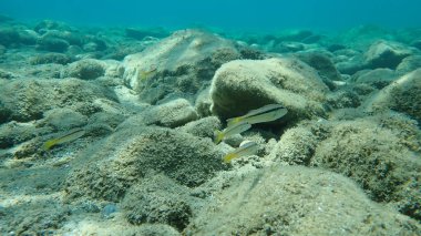 Çizgili kırmızı kefal (Mullus surmuletus), Ege Denizi, Yunanistan, Halkidiki
