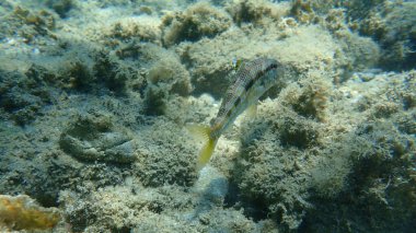 Çizgili kırmızı kefal (Mullus surmuletus), Ege Denizi, Yunanistan, Halkidiki