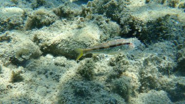 Çizgili kırmızı kefal (Mullus surmuletus), Ege Denizi, Yunanistan, Halkidiki