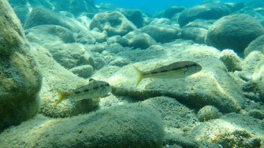 Çizgili kırmızı kefal (Mullus surmuletus), Ege Denizi, Yunanistan, Halkidiki