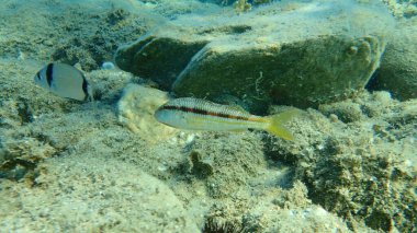 Çizgili kırmızı kefal (Mullus surmuletus), Ege Denizi, Yunanistan, Halkidiki