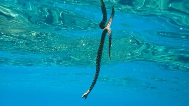 Ölü boynuzlu engerek, uzun burunlu engerek, burunlu engerek, kum engereği (Vipera ammodilleri), Ege Denizi, Yunanistan, Halkidiki