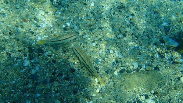 Mullet Vermelho Listrado Surmullet Mullus Surmuletus Mar Aegean Greece Halkidiki — Fotografia de Stock