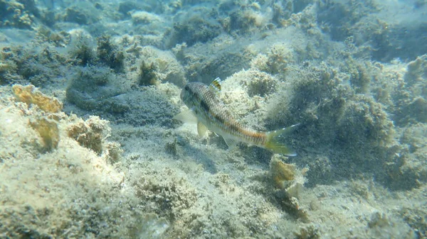 Mullet Vermelho Listrado Surmullet Mullus Surmuletus Mar Aegean Greece Halkidiki — Fotografia de Stock