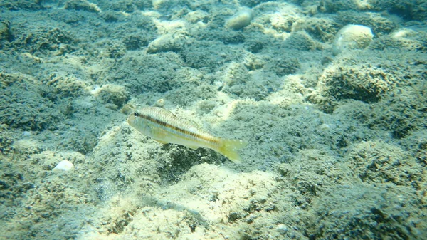 Mullet Vermelho Listrado Surmullet Mullus Surmuletus Mar Aegean Greece Halkidiki — Fotografia de Stock