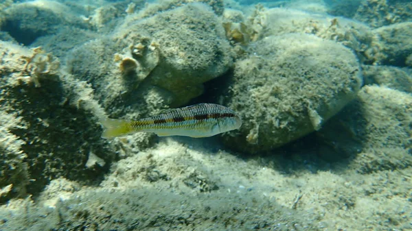 Mullet Vermelho Listrado Surmullet Mullus Surmuletus Mar Aegean Greece Halkidiki — Fotografia de Stock