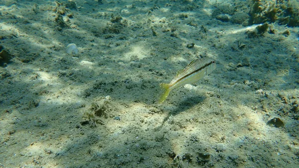 条纹红骡子 Mullus Surmuletus 希腊爱琴海 Halkidiki — 图库照片