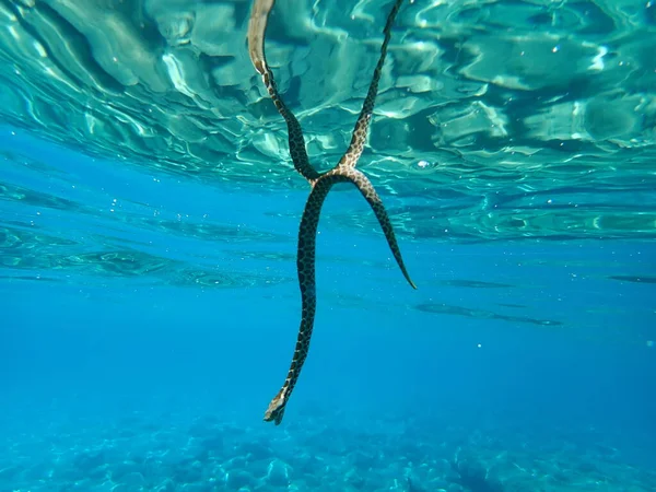 Zmije Rohatá Zmije Dlouhým Nosem Zmije Rohatá Zmije Písečná Vipera — Stock fotografie