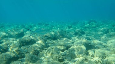 Pompano, derbio veya gümüş balığı (Trachinotus ovatus), Ege Denizi, Yunanistan, Halkidiki