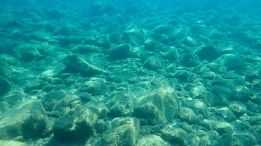 Pompano, derbio veya gümüş balığı (Trachinotus ovatus), Ege Denizi, Yunanistan, Halkidiki