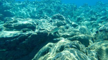 Büyük kehribar (Seriola dumerili), müttefik kralbalığı, büyük kehribar balığı, daha büyük sarı kuyruk, Jenny İind, mor kehribar, kaya somonu, denizci seçimi, sarı kuyruk ve sarı trevally, Ege Denizi, Yunanistan, Halkidiki