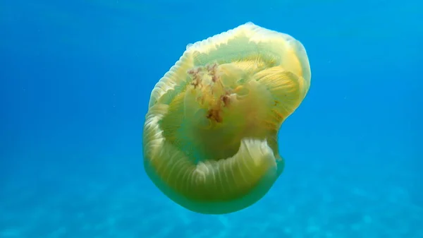 Muy Pocas Medusas Mediterráneas Gelatina Mediterránea Medusas Huevo Frito Cotylorhiza —  Fotos de Stock