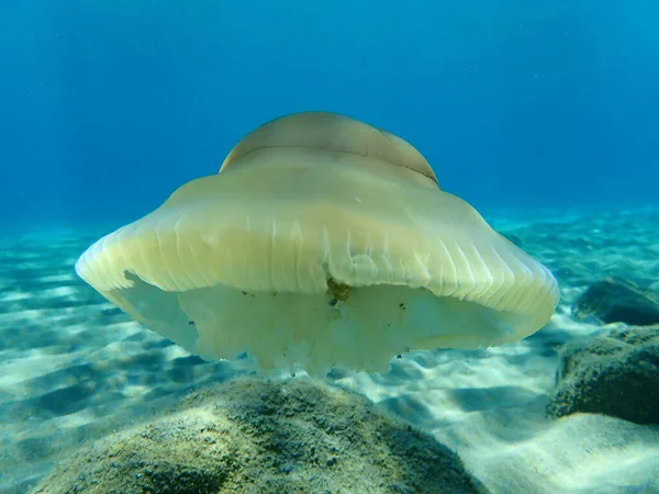 Dode Mediterrane Kwallen Mediterrane Gelei Gebakken Eierkwallen Cotylorhiza Tuberculata Egeïsche — Stockfoto